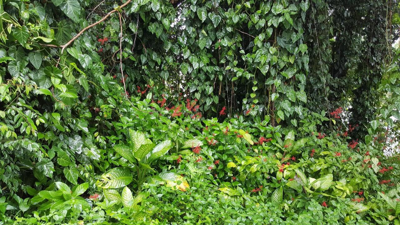Babinda Quarters Hotell Eksteriør bilde